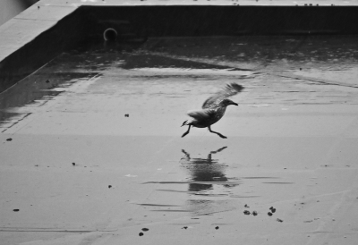 Seagull's Decisive Moment